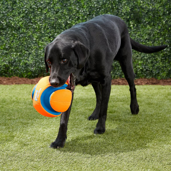 Dog-Human Ultimate League ball - can only be kicked by humans